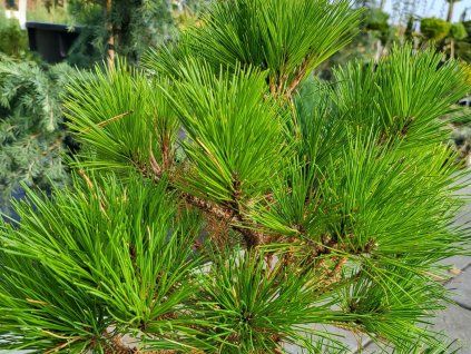 Pinus nigra Brepo (3)
