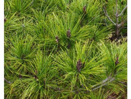 36612 1 Kiefer Pinus densiflora 'Compacta'