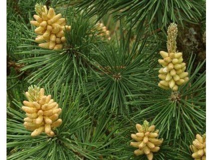 36663 1 borovice klec columnaris