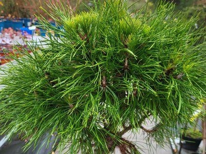 Pinus mugo 'Varella' (1)