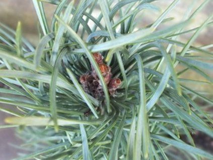 borovice lesn� fastigiata