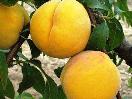 36963 broskvon catherina