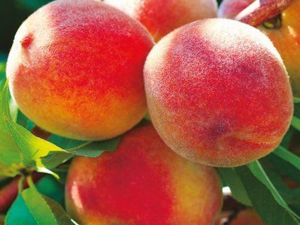 37002 broskvon envoy