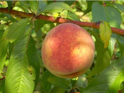 37077 broskvon krasava