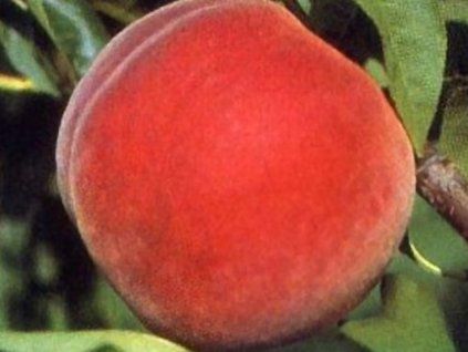 37080 broskvon madison