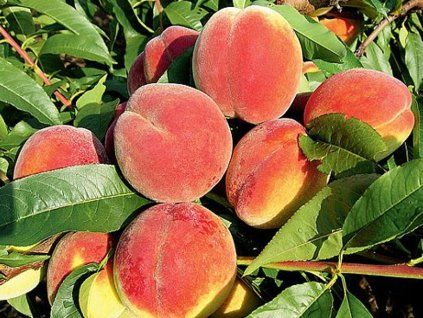 37086 broskvon michaela