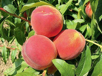 37089 broskvon modrinka