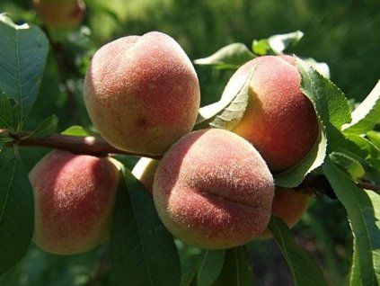 37101 broskvon rakonievicka