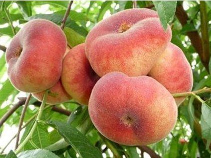 37149 broskvon saturn