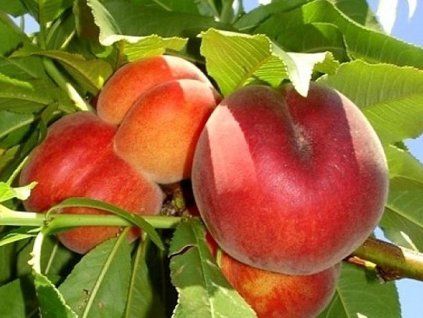 37158 broskvon springcrest