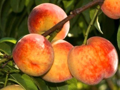 37167 broskvon sunhaven