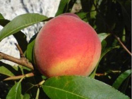 37176 broskvon teska