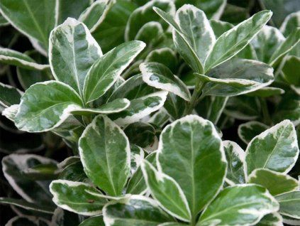 Euonymus japonicus kathy s