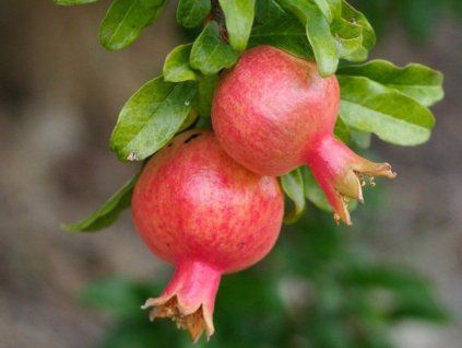 39990 granatove jablko