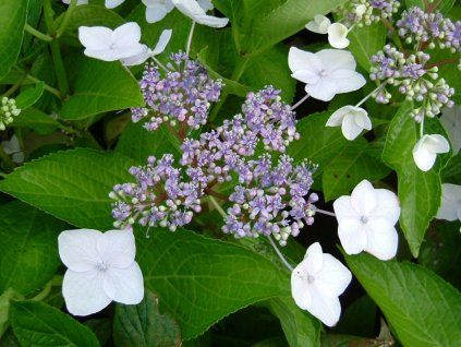 Hydrangea macrophylla maritima sin Seafoam