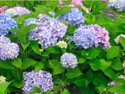 Sommerliche Schönheit