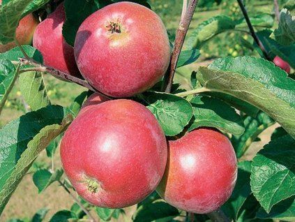 42189 jablon ametyst