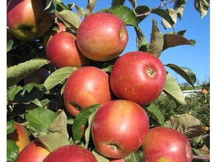 42201 1 jablon angold