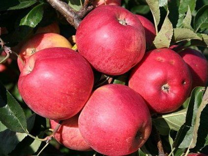 42435 jablon gala mitchgla