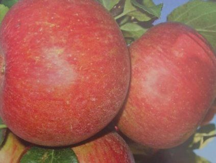 43146 1 jablon rubimeg