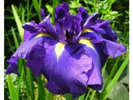 46299 1 Kämpfer-Iris