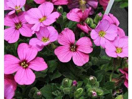 63141 1 taricka regado