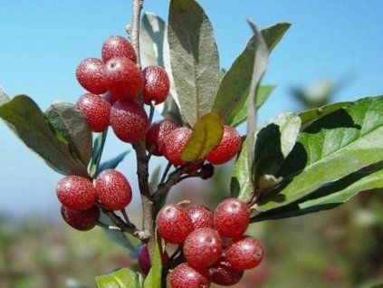 hlo�ina okoli�nat�