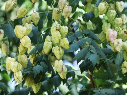 Koelreuteria paniculata