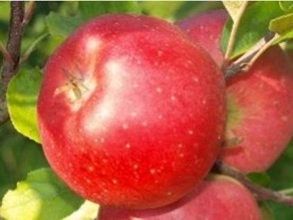 94709 1 jablon benet