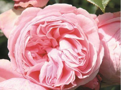 Rose 'Giardina®' (Sonderverpackung)