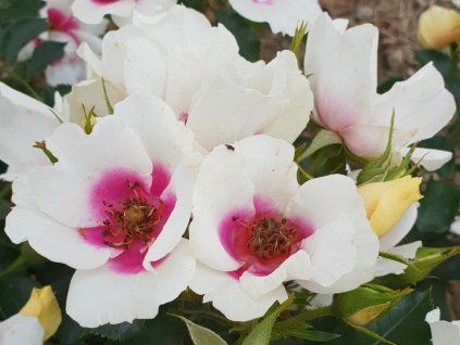 Rosa sucht die Liebe