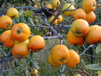 manzanilla