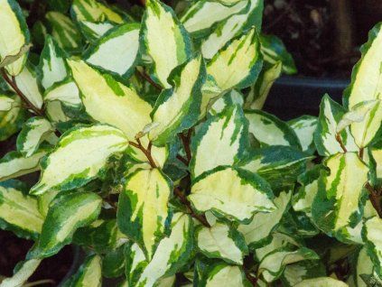 Elaeagnus Maryline (1)