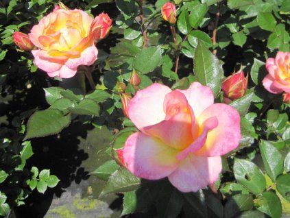 Rose 'Dekora®' (Sonderverpackung)