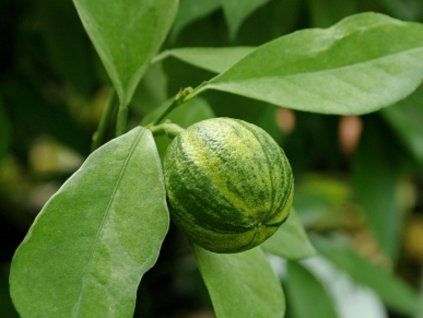 120240 pomerancovnik coditiana