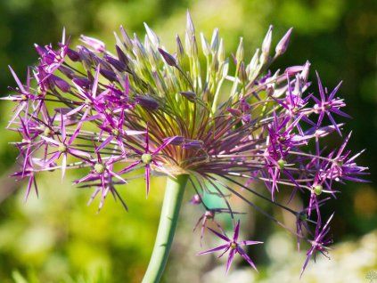 Allium christophii (2)