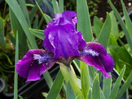 Iris Brannigen (2)