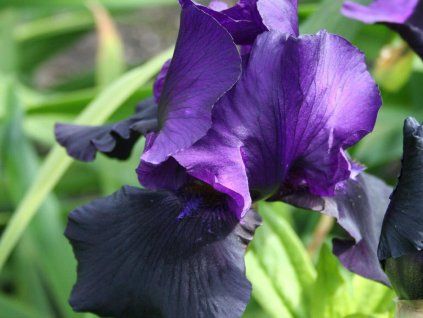 0002448 schwarzer Taft