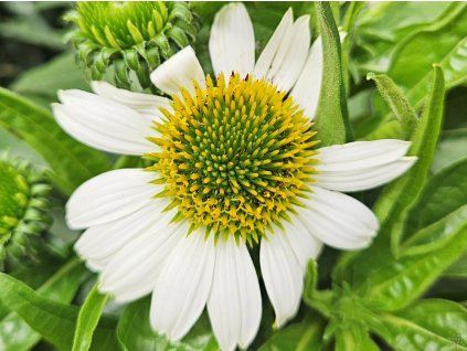 123176 1 trapatka mooodz glory echinacea mooodz glory