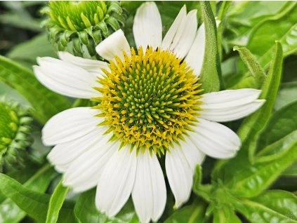 123176 1 Matte Ruhm Echinacea Ruhm