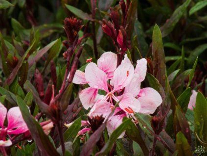 Gaura Gaudi Pink