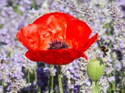 Papaver orientale 'Pizzicato'