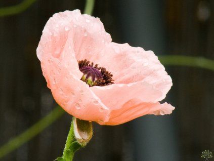 Papaver Pink Perfection (2)