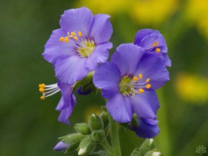 Polemonium Bambino Blue (1)