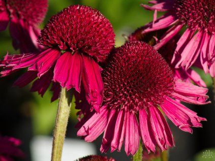 Echinacea Delicious Candy (2)
