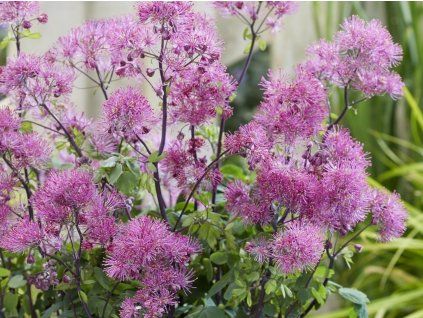 kleiner kleiner Finger