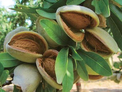 123302 mandlon ferragnes kontejner