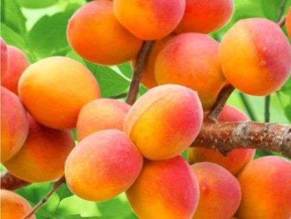 123311 merunka perla kontejner