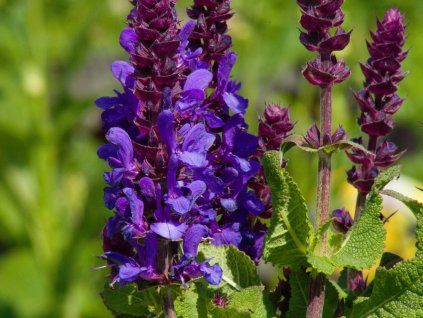 Salvia Blue Marvel (2)