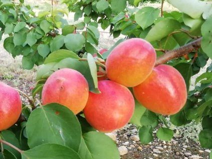 123326 merunka lener kontejner